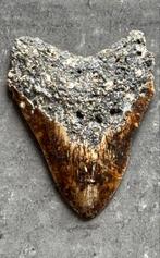 Megalodon tand, Ophalen of Verzenden, Fossiel
