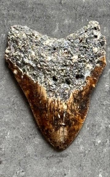 Megalodon tand beschikbaar voor biedingen
