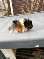 Cavia beertje borstelhaar, Dieren en Toebehoren, Knaagdieren, Oktober, Mannelijk, Cavia