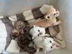 Des petits chatons à donner, Dieren en Toebehoren, Kattenspeelgoed, Ophalen, Speelrails
