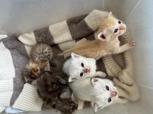 Des petits chatons à donner, Dieren en Toebehoren, Kattenspeelgoed, Speelrails, Ophalen