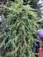 cedrus deodara pendula, Enlèvement, Ombre partielle, 250 à 400 cm, Ne fleurit pas