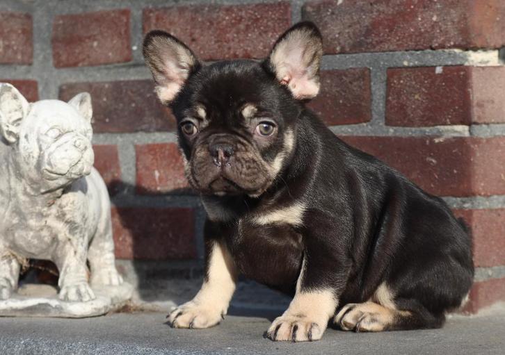 Franse Bulldog pups, klaar voor vertrek! ALLEN GERESERVEERD!, Dieren en Toebehoren, Honden | Bulldogs, Pinschers en Molossers