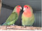 Agapornis roseicollis kweekkoppel, Dieren en Toebehoren, Vogels | Parkieten en Papegaaien