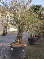 Olijfboom Olea Europaea - op voorraad, Tuin en Terras, Planten | Bomen, Ophalen, Olijfboom
