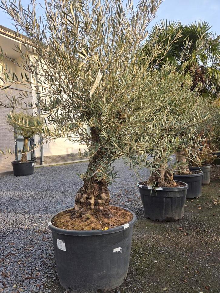 Olijfboom Olea Europaea - op voorraad, Tuin en Terras, Planten | Bomen, Olijfboom, Ophalen