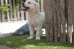 Prachtige Golden retriever pups, Golden retriever, België, CDV (hondenziekte), 8 tot 15 weken