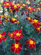 Biologische zaden, Tuin en Terras, Verzenden, Gehele jaar, Volle zon, Zaad