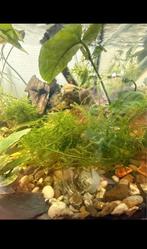 Mousse de java ( pleureuse), Animaux & Accessoires, Enlèvement ou Envoi, Neuf, Plante(s), Pierre ou Bois