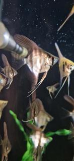 Silver pterophyllum scalare maanvissen