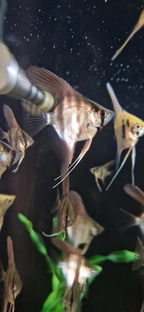 Silver pterophyllum scalare maanvissen, Dieren en Toebehoren, Vissen | Aquariumvissen