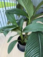 Spathiphyllum plant, Tuin en Terras, Planten | Tuinplanten, Ophalen, Eenjarig