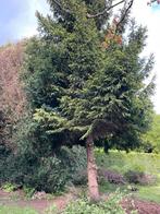 Abattage d’arbre, jardiner, Jardin & Terrasse