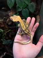 Gecko à crête mâle, Animaux & Accessoires, Enlèvement