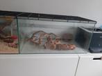 Terrarium hamster, Ophalen, Zo goed als nieuw