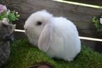 Lief wit minilop konijntje met blauwe ogen, Dieren en Toebehoren, Vrouwelijk, Dwerg, 0 tot 2 jaar