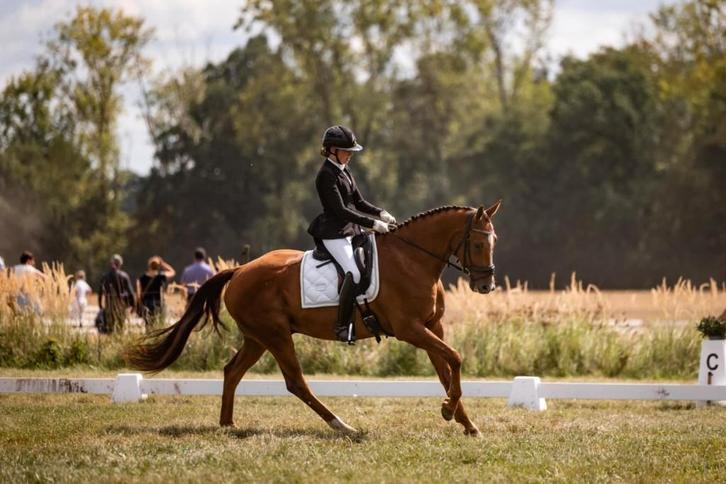 7 ans, dressage, brun, Animaux & Accessoires, Chevaux, Hongre, L, 165 à 170 cm, 7 à 10 ans, Cheval de dressage, Avec pedigree