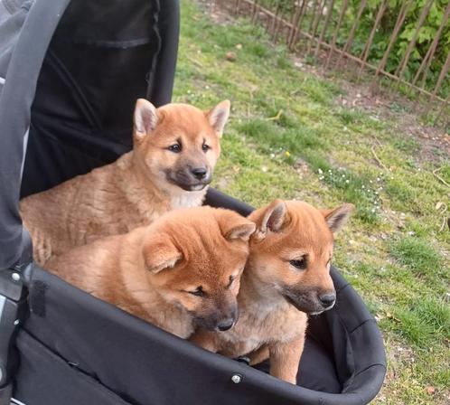 op boerderij gekweekte shiba inu puppy's beschikbaar, Dieren en Toebehoren, Honden | Poolhonden, Keeshonden en Oertypen, Meerdere dieren