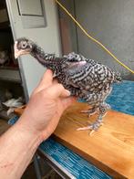 Haantje mechelse koekoek, Dieren en Toebehoren, Pluimvee