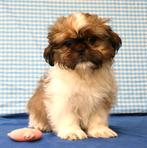 Des chiots Shih-tzu super mignons !, 15 semaines à 1 an, Étranger, Chien (mâle), Hépatite contagieuse (maladie de Rubarth)