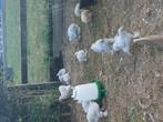 Brahma isabel patrijs, Dieren en Toebehoren, Pluimvee