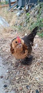 GEZOCHT ukkelse of everbergse in kleur goudkwartel, Dieren en Toebehoren
