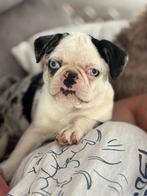 Unieke mops pup, Dieren en Toebehoren, Honden | Bulldogs, Pinschers en Molossers, België, CDV (hondenziekte), 8 tot 15 weken, Eén hond