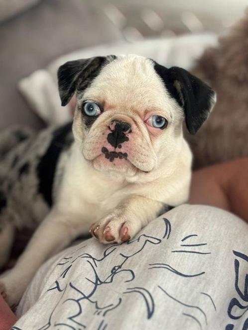 Unieke mops pup, Dieren en Toebehoren, Honden | Bulldogs, Pinschers en Molossers, Reu, Overige rassen, Fokker | Professioneel