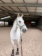 Ruin met gouden karakter!!, Dieren en Toebehoren, Paarden, Gechipt, Ruin, M, 160 tot 165 cm