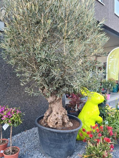 Olijfboom Olea Europaea Bonsai, Tuin en Terras, Planten | Bomen, Olijfboom, Ophalen