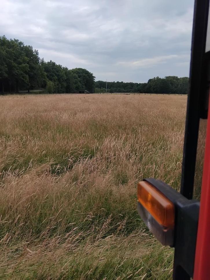 Dieren paarden, Dieren en Toebehoren, Paarden