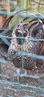 Mix zijdehoen haan, Dieren en Toebehoren, Pluimvee, Mannelijk, Kip