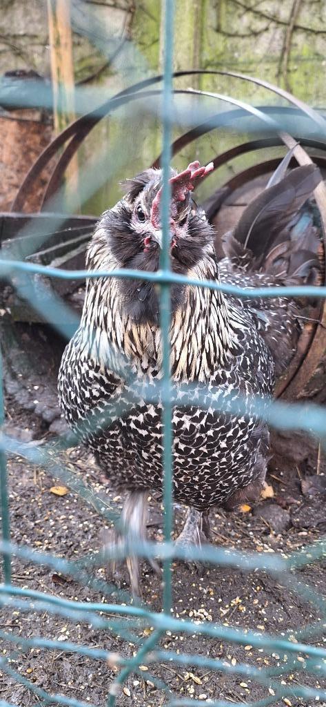 Mix zijdehoen haan, Dieren en Toebehoren, Pluimvee, Kip, Mannelijk