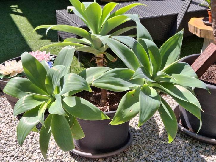 Prachtige super grote agave attenuata 3 ling binnen en buite, Huis en Inrichting, Kamerplanten, Ophalen
