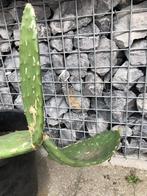 Cactus ficudindia, Jardin & Terrasse, Plantes | Jardin, Plein soleil, Enlèvement, Plante fixe