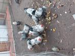 Wyandotte hanen 4 maand oud., Dieren en Toebehoren, Pluimvee