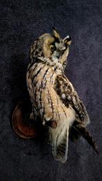 Opgezette Ransuil. Taxidermie. Opgezette dieren. Uil. Wild, Nieuw, Opgezet dier, Ophalen of Verzenden