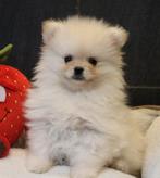 Chiot de Poméranie, Loulou, Chienne, Belgique, Un chien