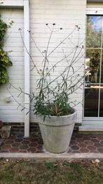 Grote plantenpot in beton, Ophalen, In pot