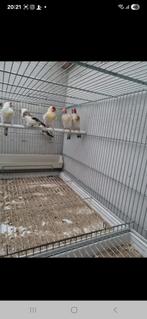 Chardonneret, Geringd