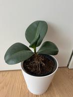 Ficus elastica rubber plant, Huis en Inrichting, Kamerplanten, Ophalen, Ficus