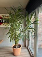 Yucca plant, Ophalen, Yucca
