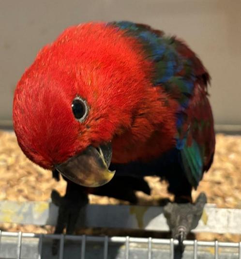 Tamme jonge edelpapegaai 17 weken, Dieren en Toebehoren, Vogels | Parkieten en Papegaaien, Papegaai, Vrouwelijk, Tam, Geringd