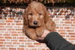 Prachtige Mini/Medium & Medium Labradoodle pups met stamboom, Dieren en Toebehoren, Parvo, België, Overige rassen, 8 tot 15 weken