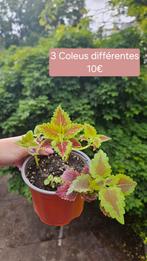 3 verschillende kleuren, Huis en Inrichting, Kamerplanten, Overige soorten, Ophalen of Verzenden, Minder dan 100 cm, Bloeiende kamerplant