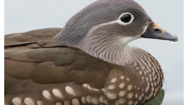 Mandarijneend, Dieren en Toebehoren, Vogels | Overige Vogels, Vrouwelijk