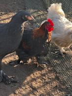 Krielkuikens moeten gratis weg