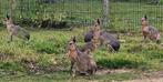 Jong koppel Maras, Dieren en Toebehoren, Overige Dieren