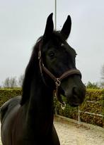 Super chique 4 jarige merrie, Dieren en Toebehoren, Merrie, Springpaard, Gechipt, Zadelmak