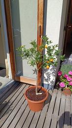 Citrus NAMEIWA kumquat - Zeldzame soort, Ophalen, Citroenboom